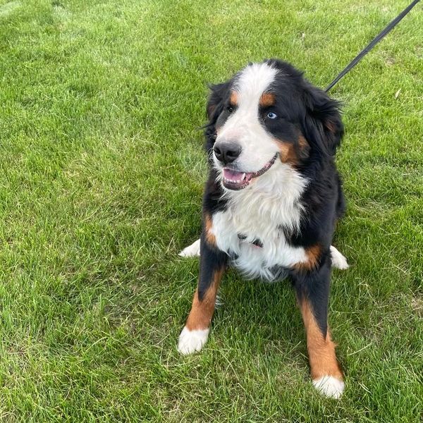 Happy Bernese Mountain Dog sitting on green grass.