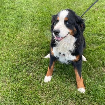 Happy Bernese Mountain Dog sitting on grass with a leash.