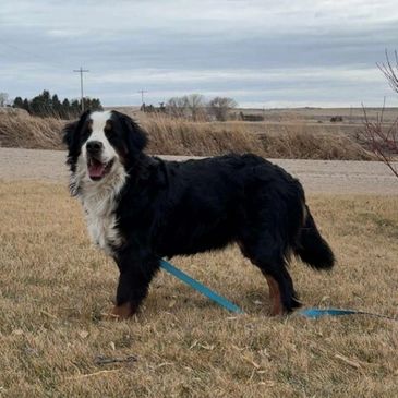 A Bernese Mountain Dog standing on grass with a blue leash.