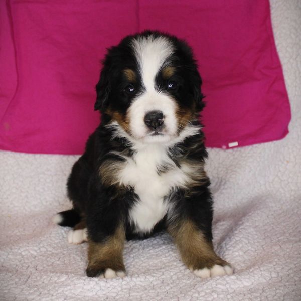 Cute Bernese Mountain Dog puppy sitting on a blanket.