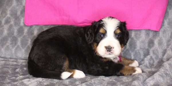 A cute Bernese Mountain Dog puppy lying on a gray blanket with a pink background.