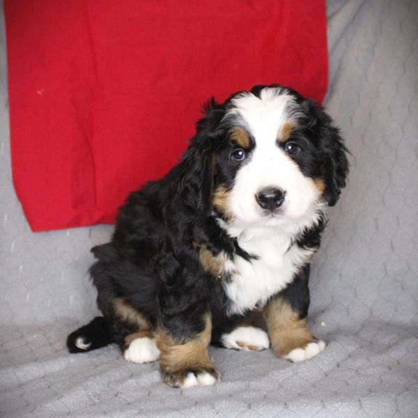Fluffy Bernese Mountain Dog puppy sitting.