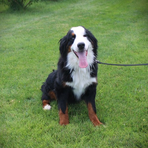 A happy Bernese Mountain Dog sitting on green grass with its tongue out.
