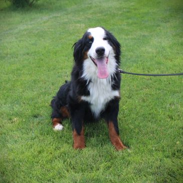 Happy Bernese Mountain Dog sitting on grass with tongue out.