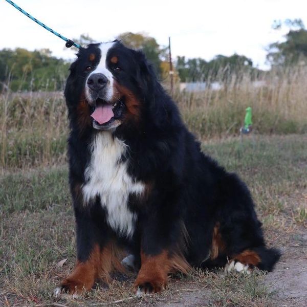 Bernese Mountain Dog sitting outdoors.
