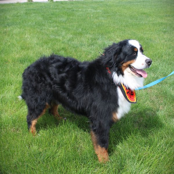 Bernese Mountain Dog standing on grass with a colorful bandana.