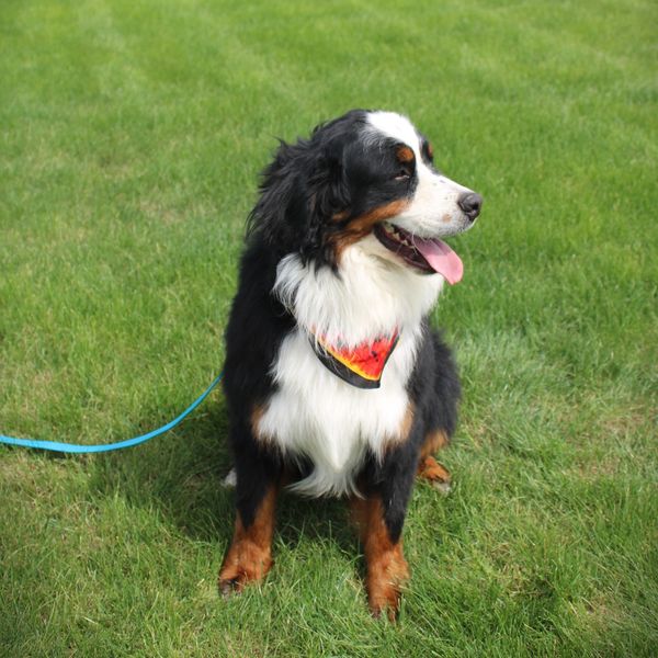 Bernese Mountain Dog sitting on grass with a colorful bandana and blue leash.