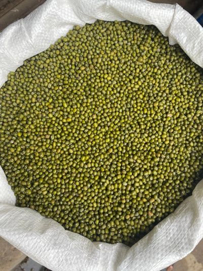 A large sack filled with green mung beans.