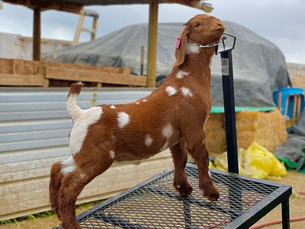 A brown and white spotted goat standing on a metal table.