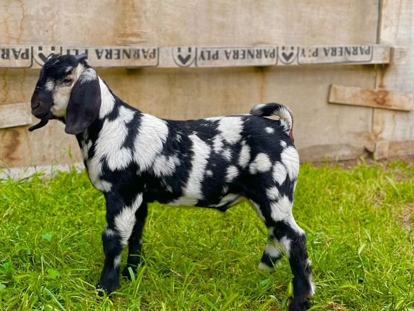 A black and white spotted baby goat standing on green grass.