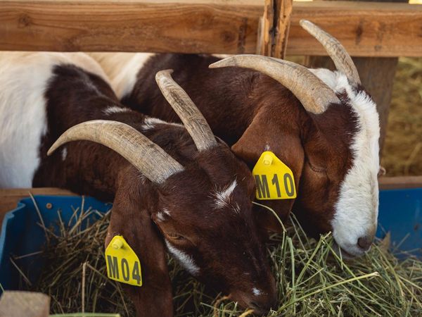 Two brown and white goats with yellow ear tags eating hay.