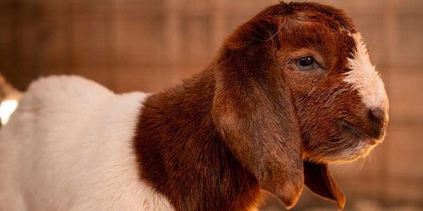Close-up of a brown and white baby goat with long ears.