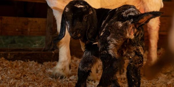 Newborn black goat standing on wood shavings in a barn.