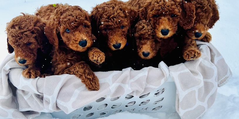 designer Goldendoodle puppies