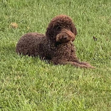 F1B Labradoodle