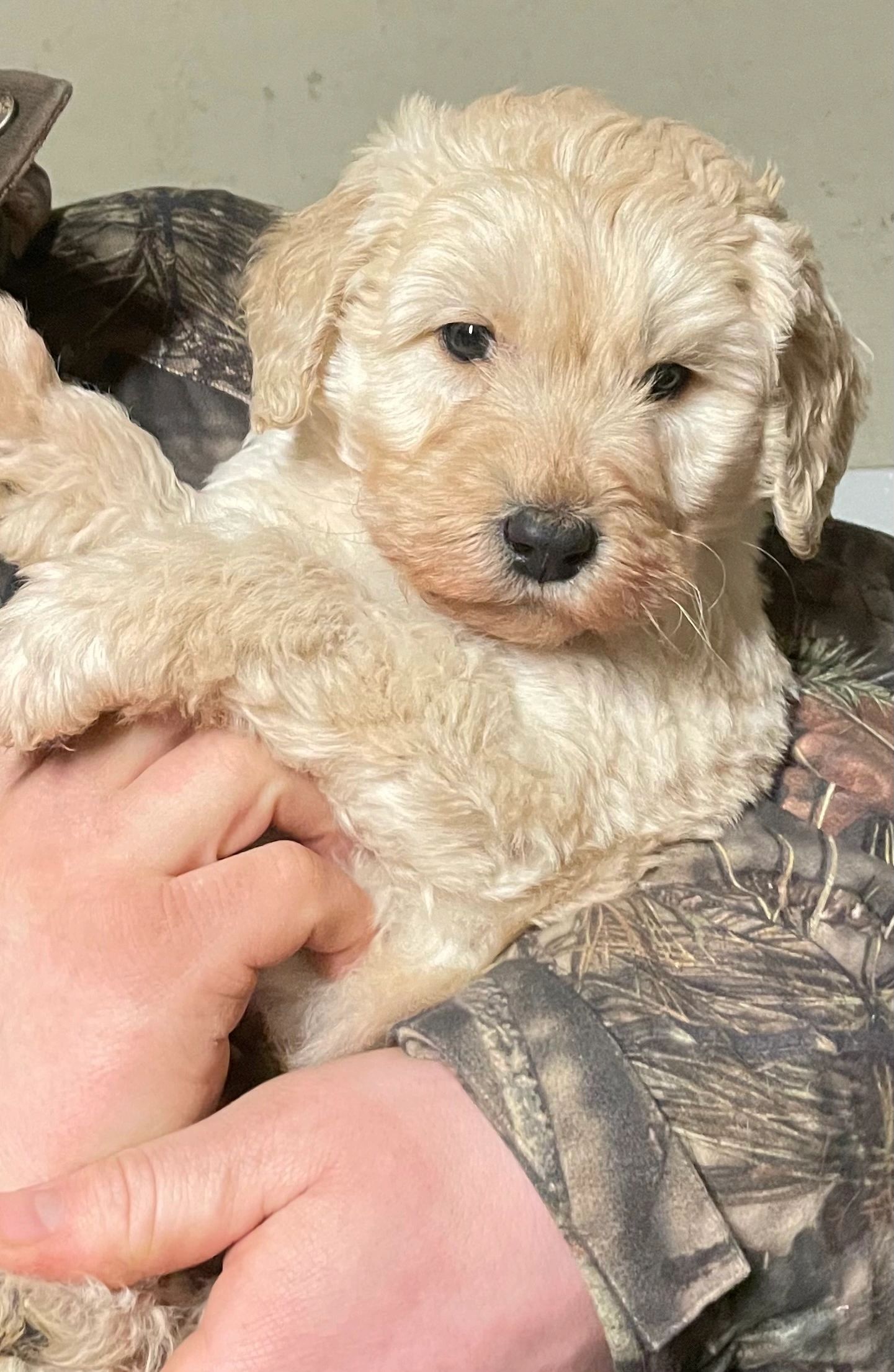 Similar puppy look