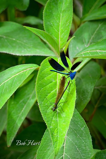 Banded Demoiselles, Dunster Castle Gardens, Somerset, UK