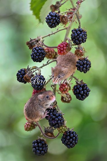 Harvest Mice on Blackberries