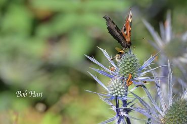 Peacock Butterfly, Bumble Bee and Sentinel beetles feeding on thistle. Busy Little Roadside Diner!