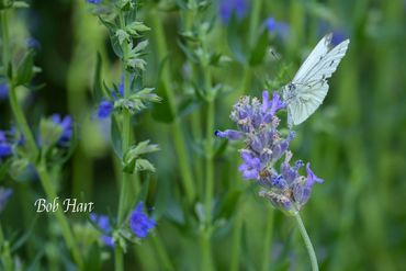 Cabbage White Butterfly UK