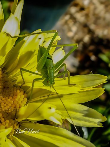 Common Speckled Bush Cricket on Yellow Flower