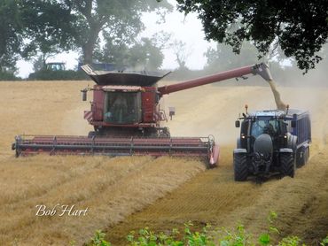 Combining The Wheat Crop