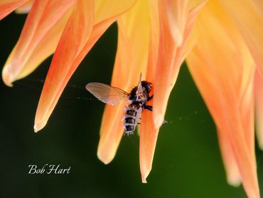 Frosted Fly on Dahlia