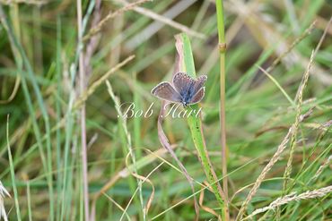 Blue Butterfly on Field Grass