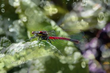 Red Damselfly in Rain Shower