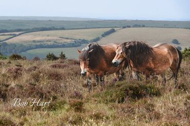 Exmoor ponies on hillside with Bristol Channel on far horizon.