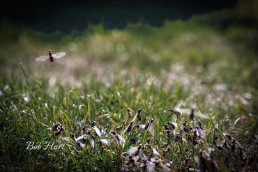 "Control Tower to Flyers, Cleared for Take Off". Flying Ants Emerging from grass