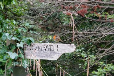 Robin - Friendly Wayside Guide