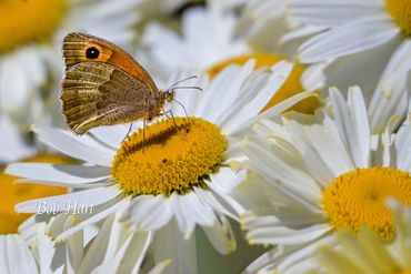 Gatekeeper Butterfly feeding on Flower Head