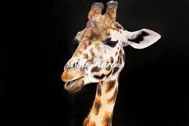 Giraffe headshot