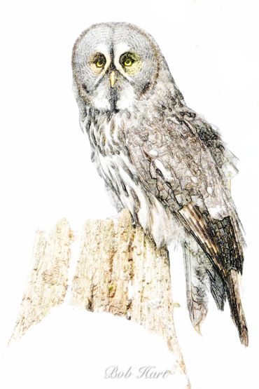 Detailed drawing of a grey owl perched on a tree stump.