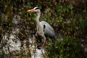 Grey Heron UK