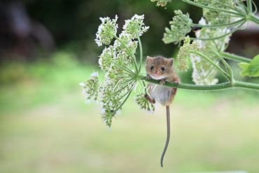 Harvest Mouse on Cow Parsley Head
