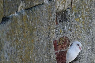 A white pigeon peeks out from a small hole in a stone wall. Charlestown, Cornwall, UK