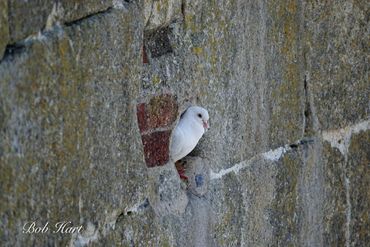 A white pigeon peeks out from a small hole in a stone wall.