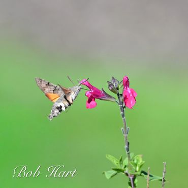 Hummingbird moth feeding on vibrant pink flowers against a blurred green background.