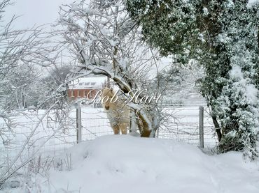 Horse standing behind a snow-covered fence in a winter landscape.