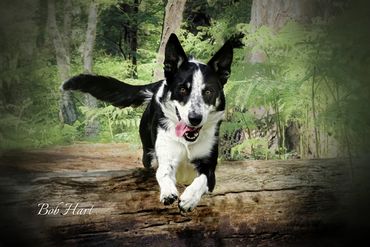 Black and White Sheep Dog jumping over tree trunk