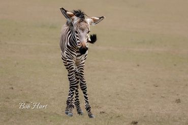 Knobbly Knees - Baby Zebra