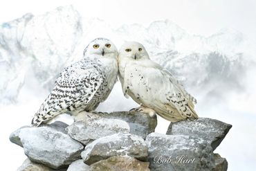 Two snowy owls perched on rocks with snowy mountains in the background.