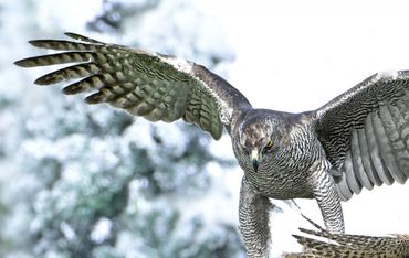 A Goshawk landing on a tree stump with a caught bird.