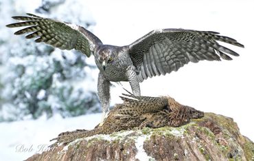 A hawk landing on a tree stump with a caught bird.