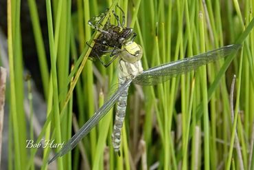 Southern Hawker Dragonfly and Exuvia