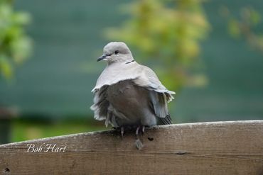 Eurasian Collared Dove perched in breeze - "That upskirt Moment"