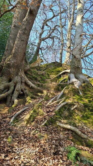 The Way to Middle Earth - Rabbit