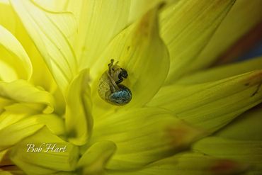 Tiny Land snail Oxychilidae on Dahlia